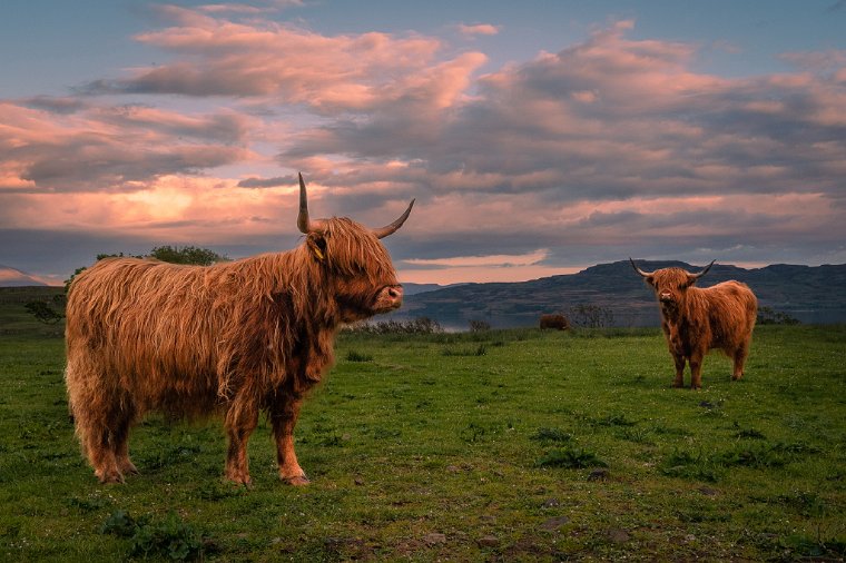 104 Isle of Mull, hooglander.jpg